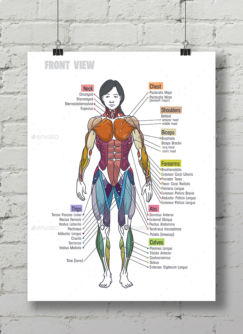 Female Shoulder Muscles Diagram Muscles Of The Back Teachmeanatomy